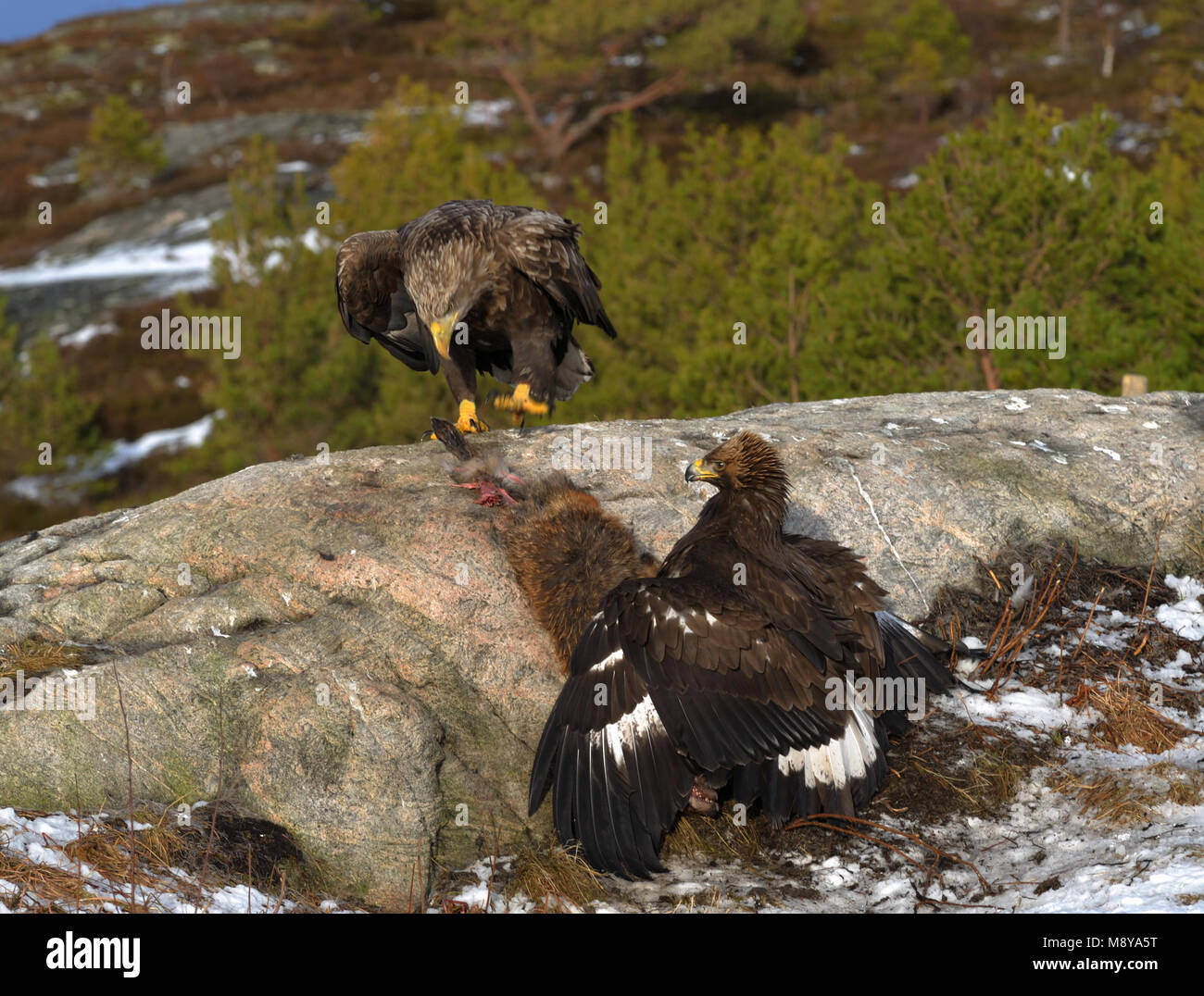 Golden Eagle feeding from a prey Stock Photo Alamy