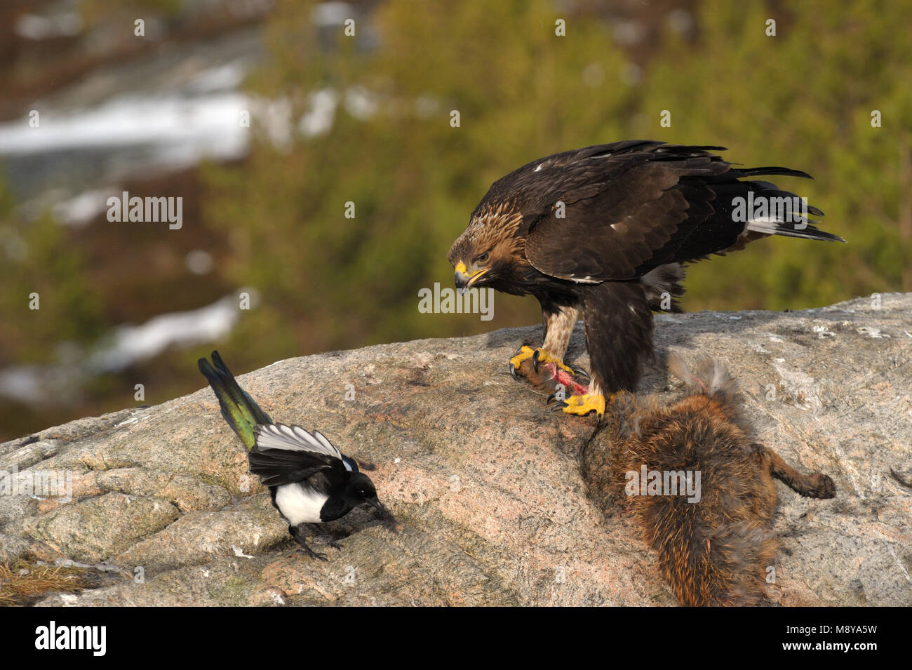 Golden Eagle feeding from a prey Stock Photo Alamy