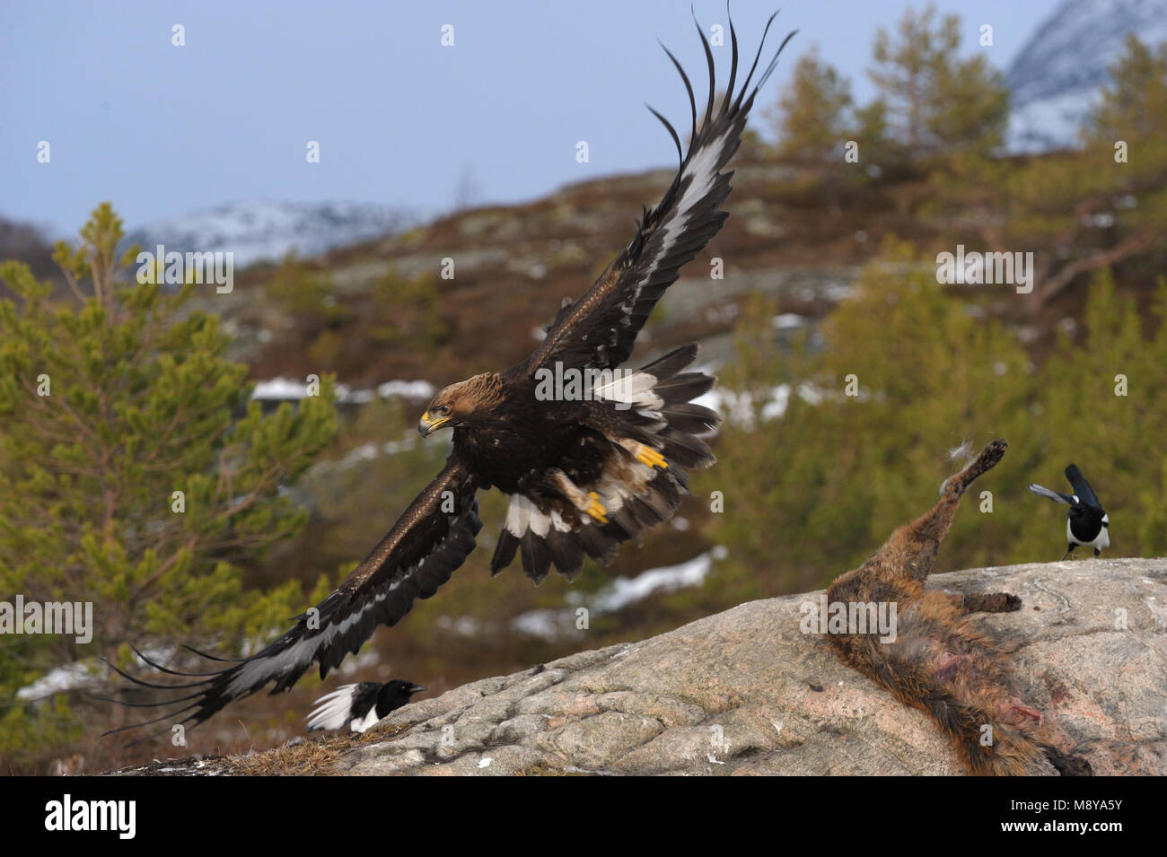 Golden Eagle feeding from a prey Stock Photo Alamy