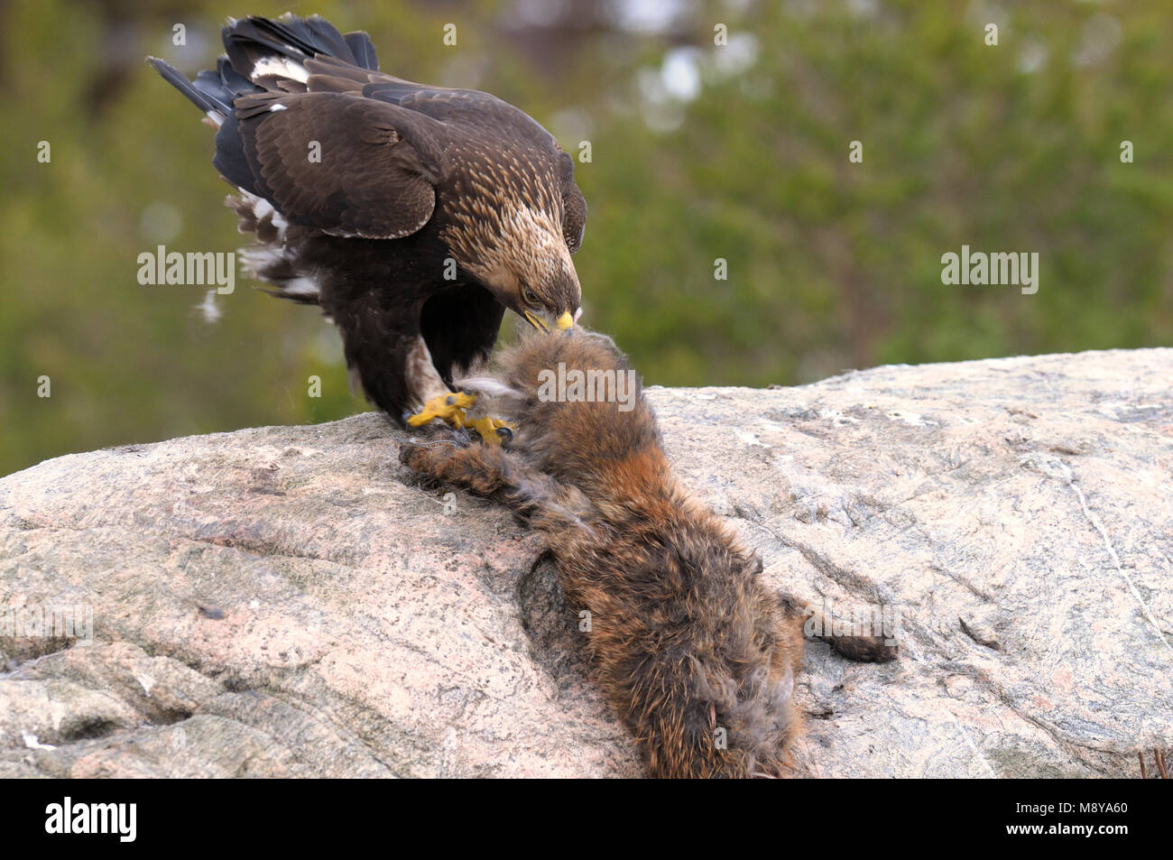 Golden Eagle feeding from a prey Stock Photo Alamy