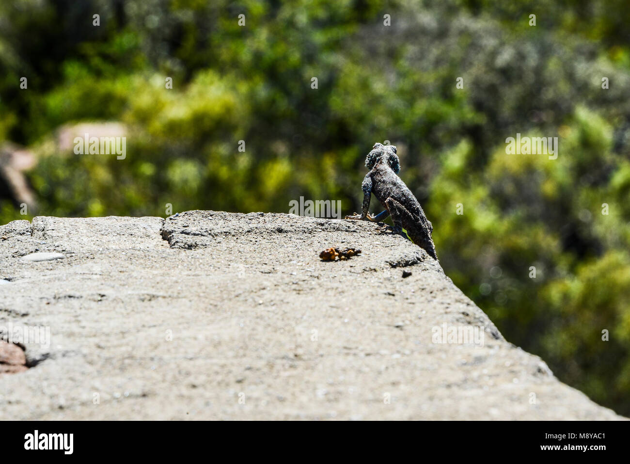 A southern rock agama (Agama atra) on a rock at the Valley Of