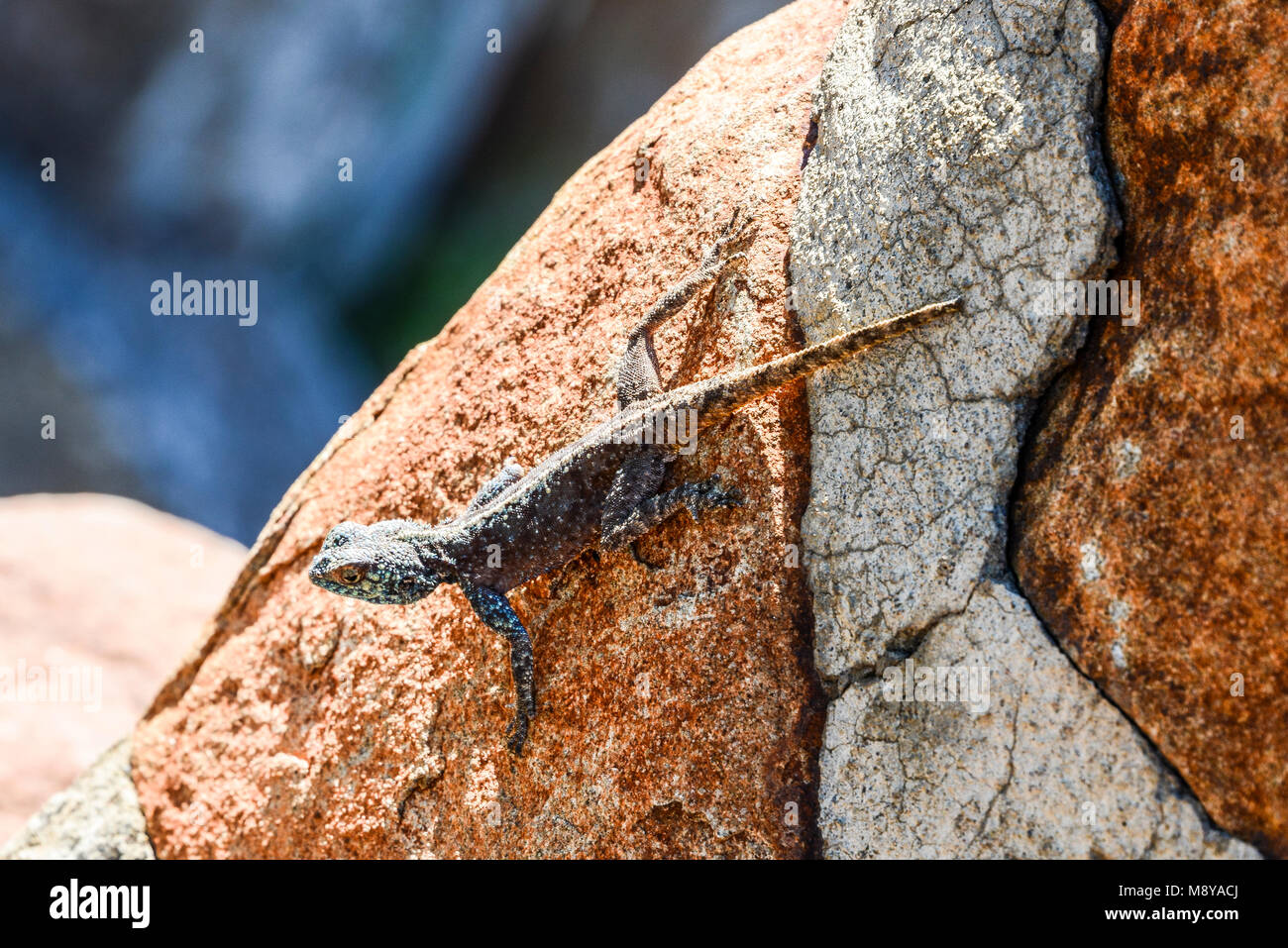 A southern rock agama (Agama atra) on a rock at the Valley Of
