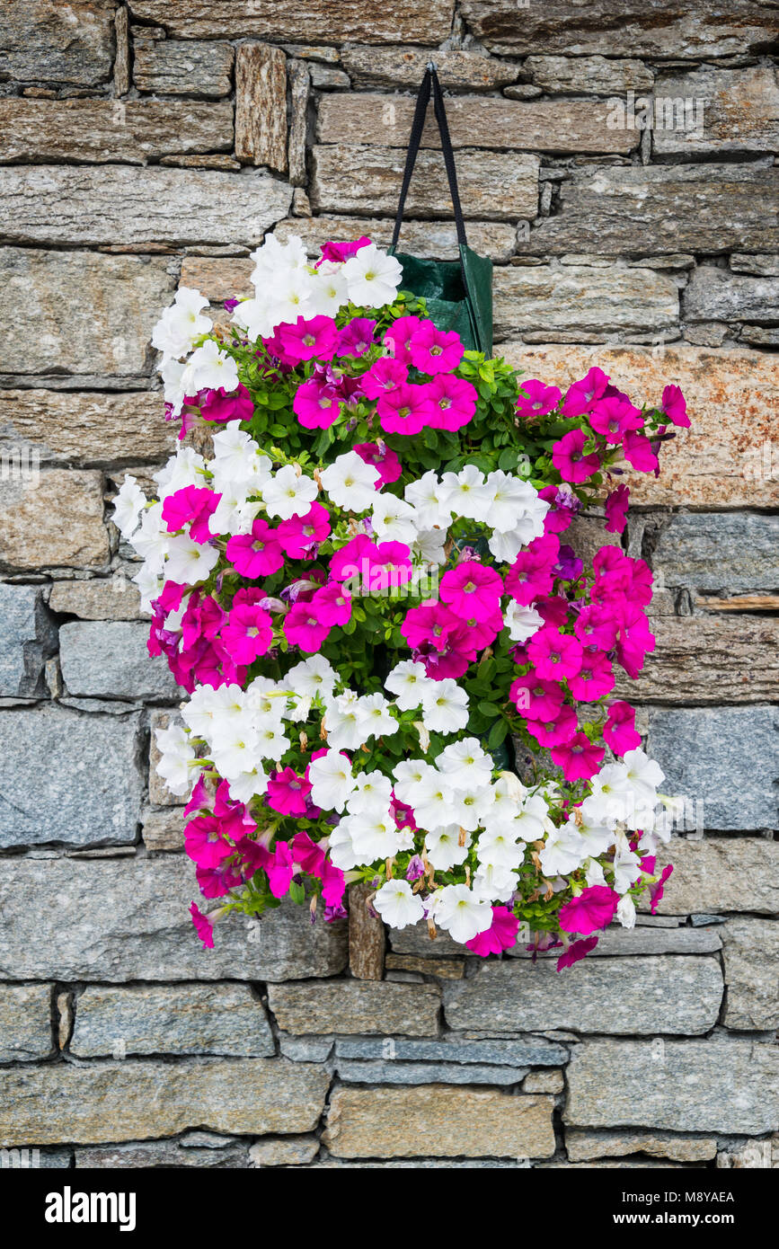 Pot of Petunia flowers hanging on a stone wall Stock Photo