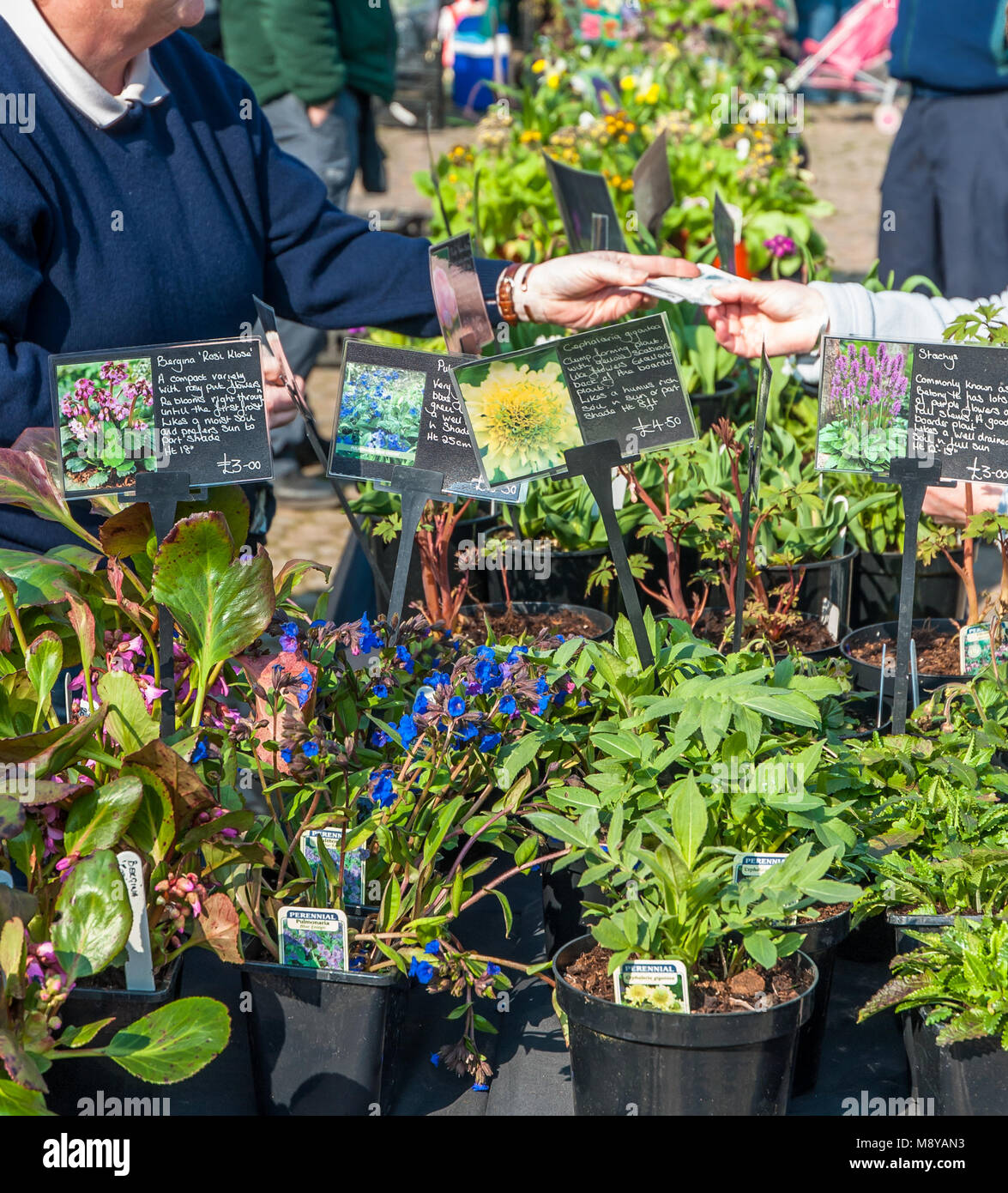 Various plants in spring selling in an outdoor sale Stock Photo Alamy