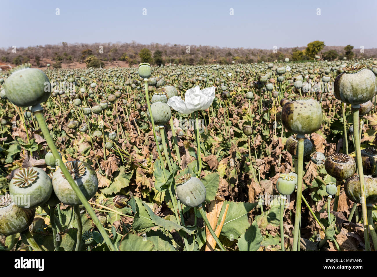 Opium poppies growing in rural Nimbahera - Rajasthan, India Stock Photo