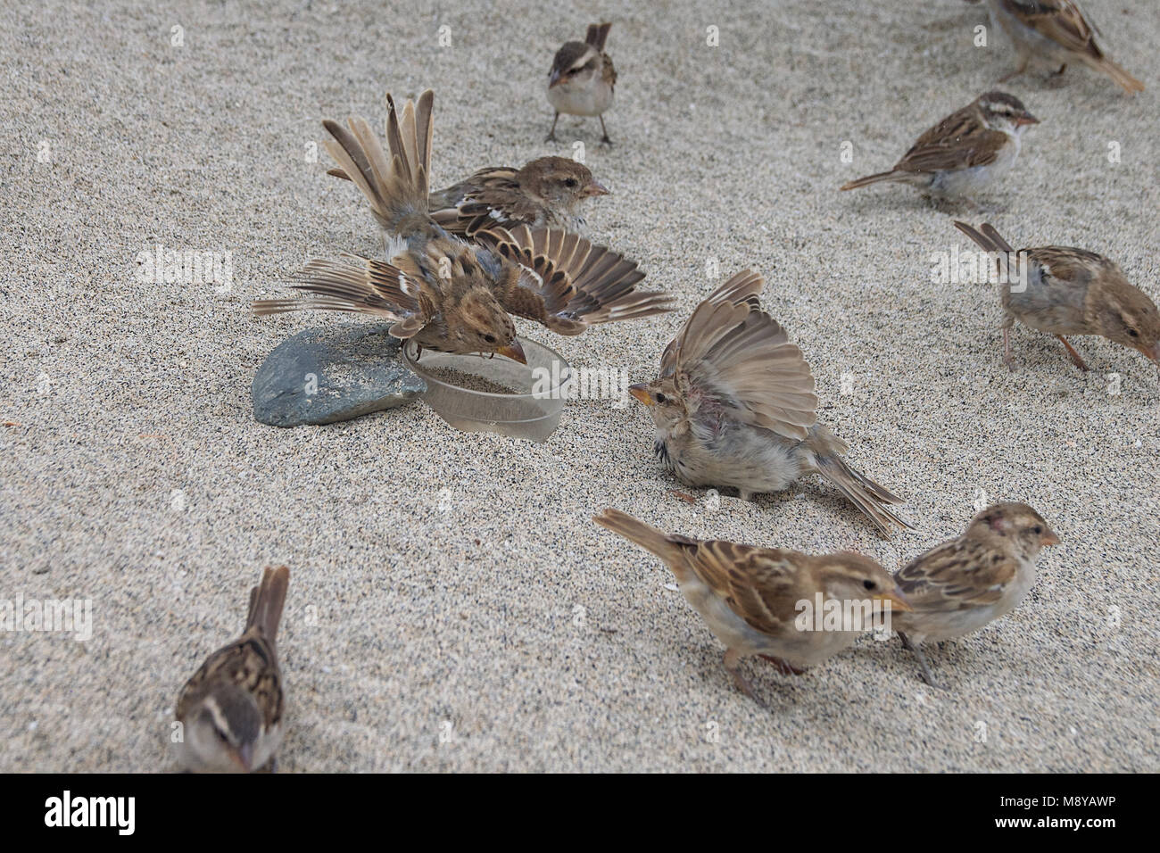 Wild Sparrow Birds Demonstrating Aggressive Behaviour With Out Stock 