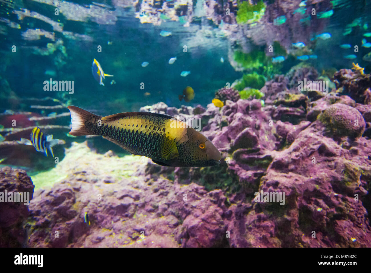 Genova, Italy - The famous Aquarium of Genoa, Liguria region. It's the largest aquarium in Italy and among the largest in Europe. Stock Photo