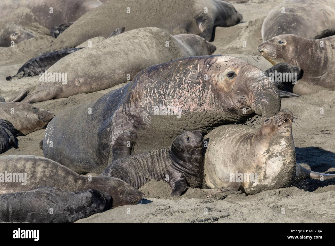 Northern Elephant Seal Stock Photo Alamy