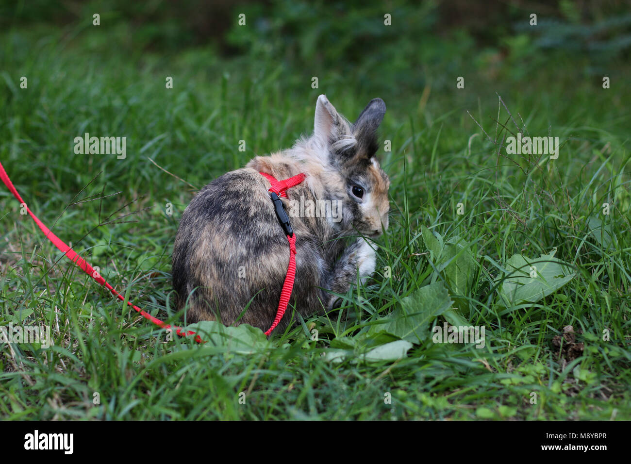 Cute pet dwarf rabbit cleaning her foot outdoors on the grass Stock