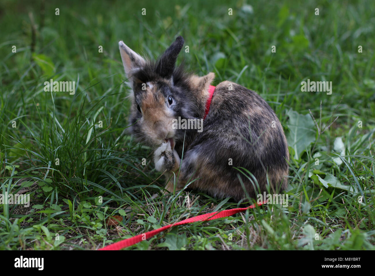 Cute pet dwarf rabbit cleaning her foot outdoors on the grass Stock
