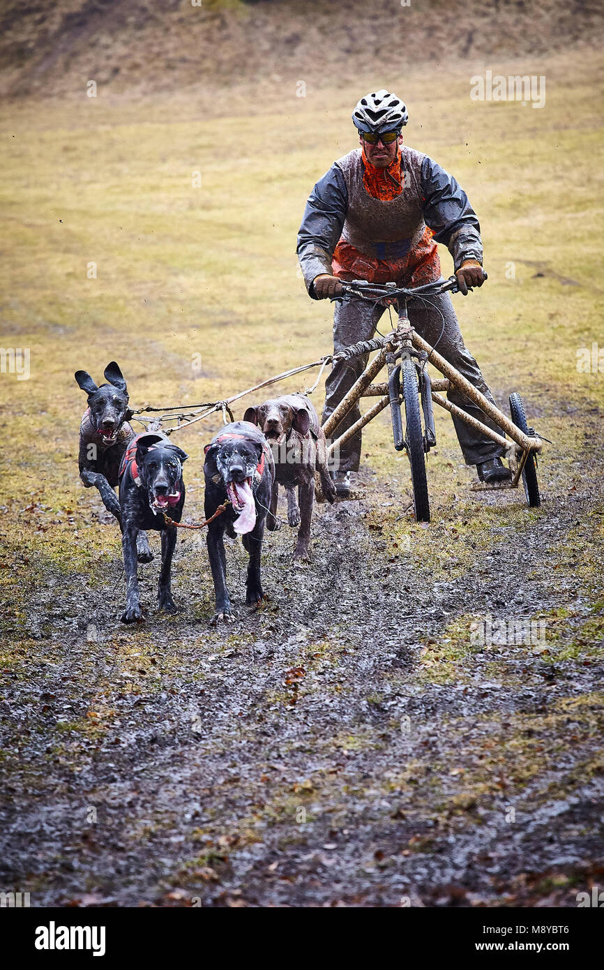 Mošovce, Slovakia. 10th March, 2018. 3rd round of Farmina Husky Cup - Jarné Káry Mošovce, sled dog rally on trails at Veľká Fatra. Due to the weather  Stock Photo