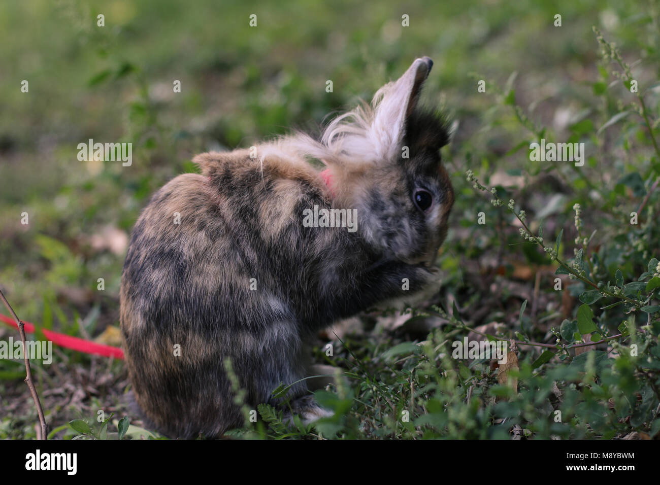 Pet dwarf rabbit cleaning her face outdoors on the grass. Stock Photo
