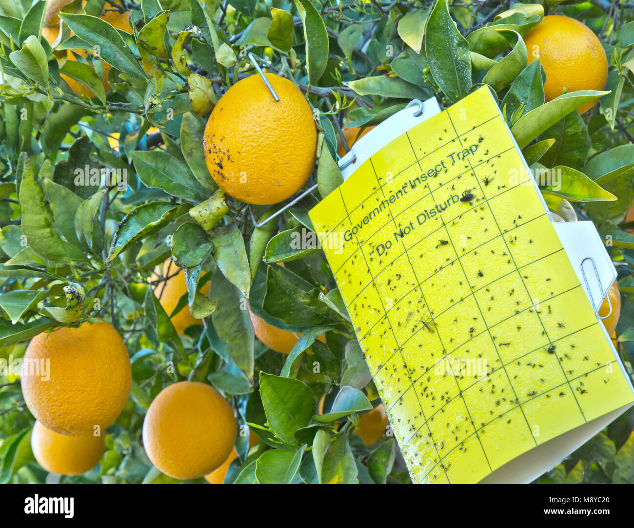 Agricultural Insect Trap 'Do not disturb', Cutter nucellar Valencia Oranges 'Citrus sinensis'. Stock Photo
