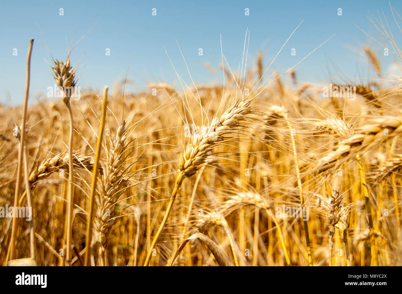 Wheat crops towards the sun Stock Photo