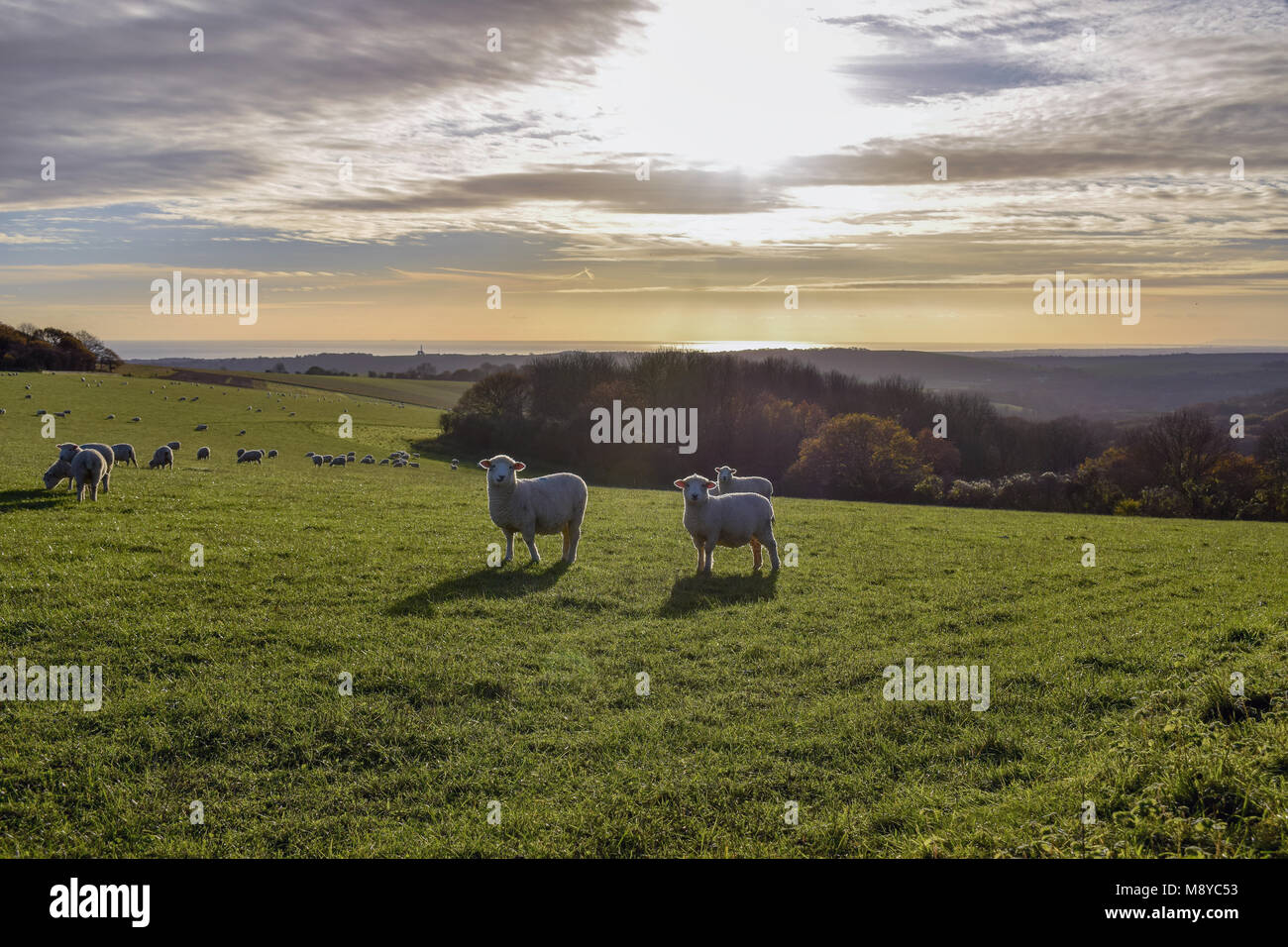 Sheep at sunset Stock Photo