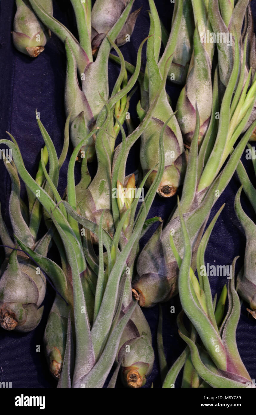 rare succulent plant called Tillandsia Caput Medusae for sale. This plant remove the pollution Stock Photo