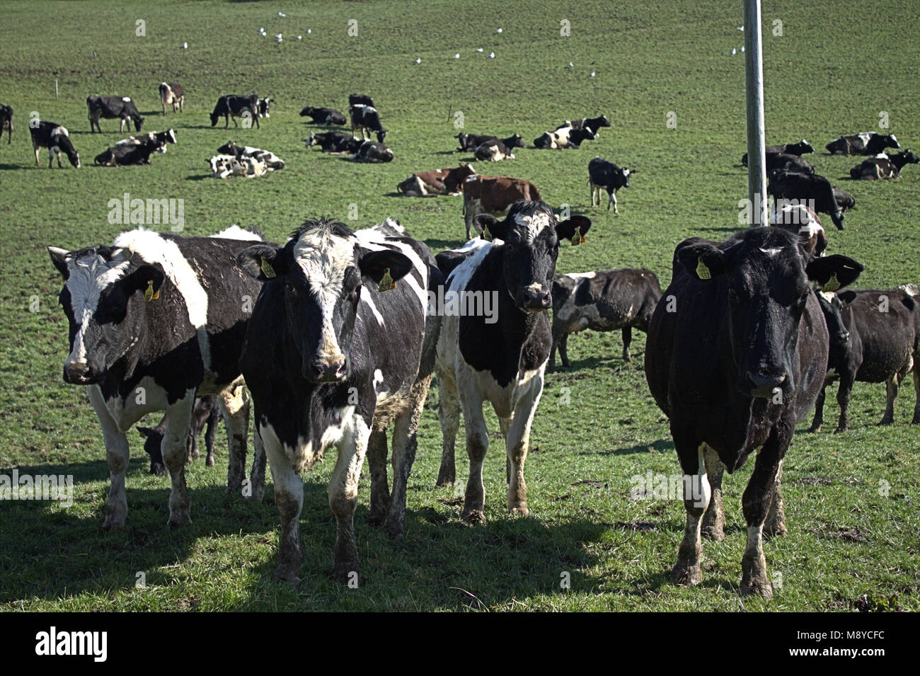 herd of friesian cows with ear tags on fresh pasture, first day out of their sheds . west cork, ireland Stock Photo