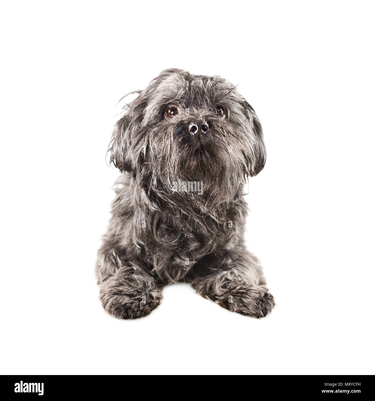 Toy dog. Black small dog - Bichon isolated on white Stock Photo