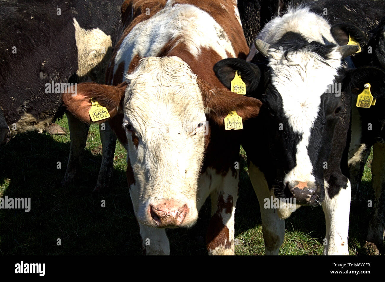 herd of friesian cows with ear tags on fresh pasture, first day out of their sheds . west cork, ireland Stock Photo
