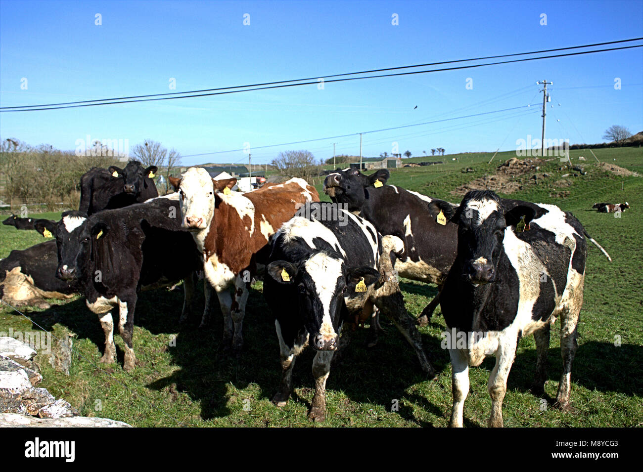 herd of friesian cows with ear tags on fresh pasture, first day out of their sheds . west cork, ireland Stock Photo