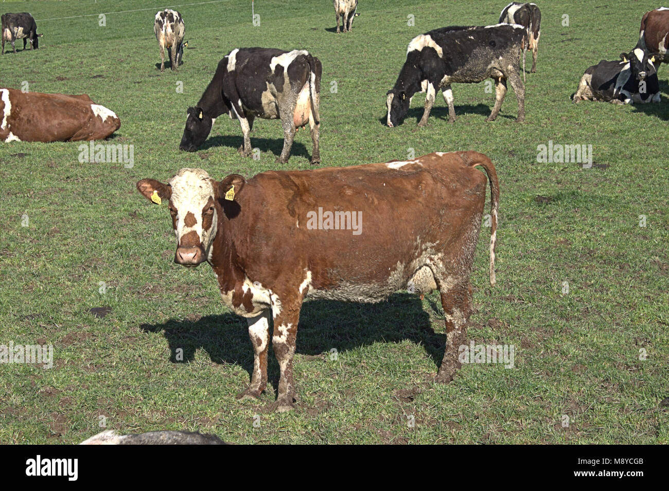 herd of friesian cows with ear tags on fresh pasture, first day out of their sheds . west cork, ireland Stock Photo