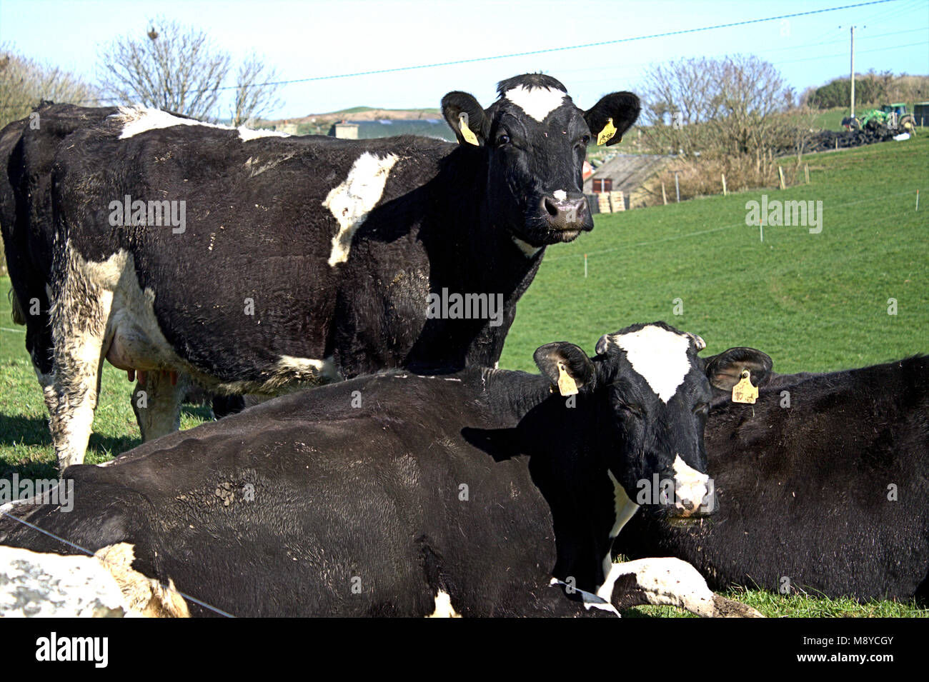 herd of friesian cows with ear tags on fresh pasture, first day out of their sheds . west cork, ireland Stock Photo