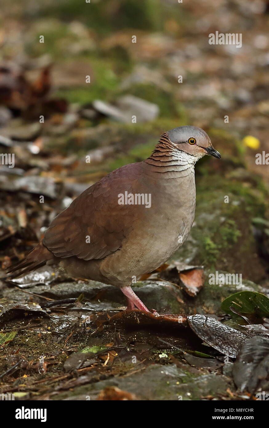 White-throated Quail-dove (Zentrygon frenata) adult on forest floor  Tapichalaca Reserve, Ecuador             February Stock Photo