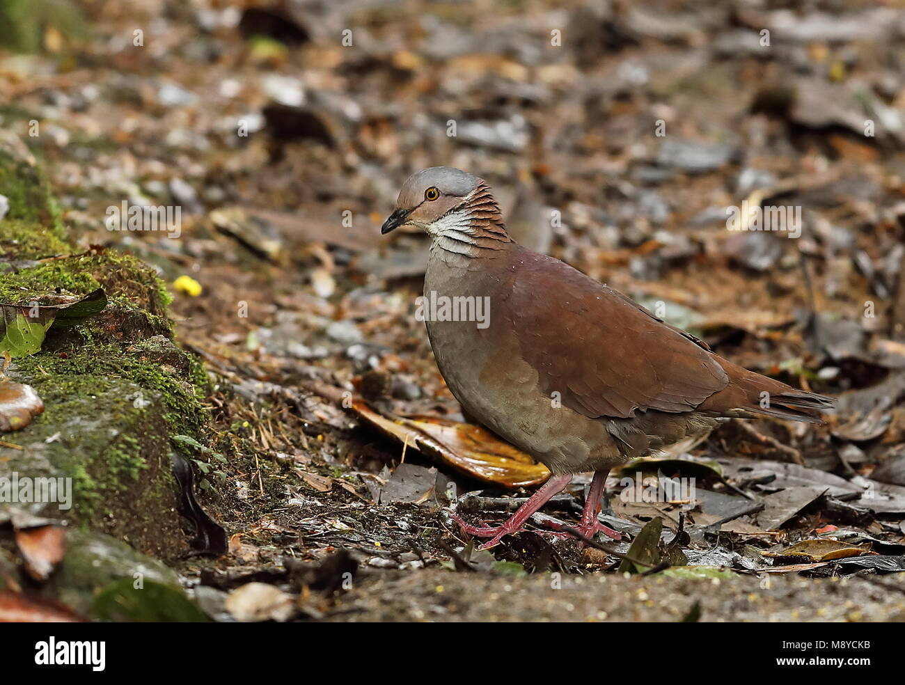 White-throated Quail-dove (Zentrygon frenata) adult on forest floor  Tapichalaca Reserve, Ecuador             February Stock Photo