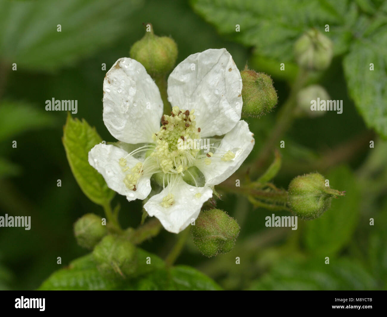 Rubus tuberculatus Stock Photo
