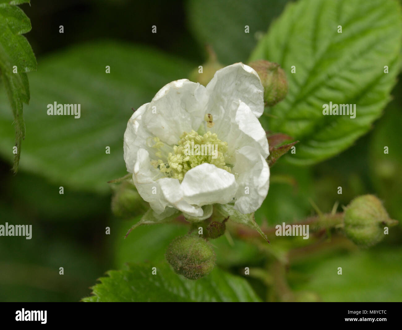 Rubus tuberculatus Stock Photo