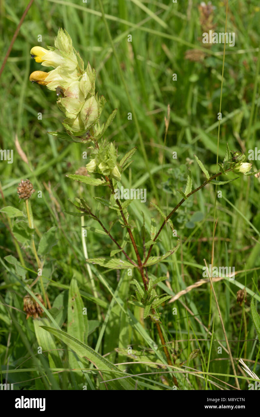 Greater Yellow-rattle, Rhinanthus angustifolius Stock Photo