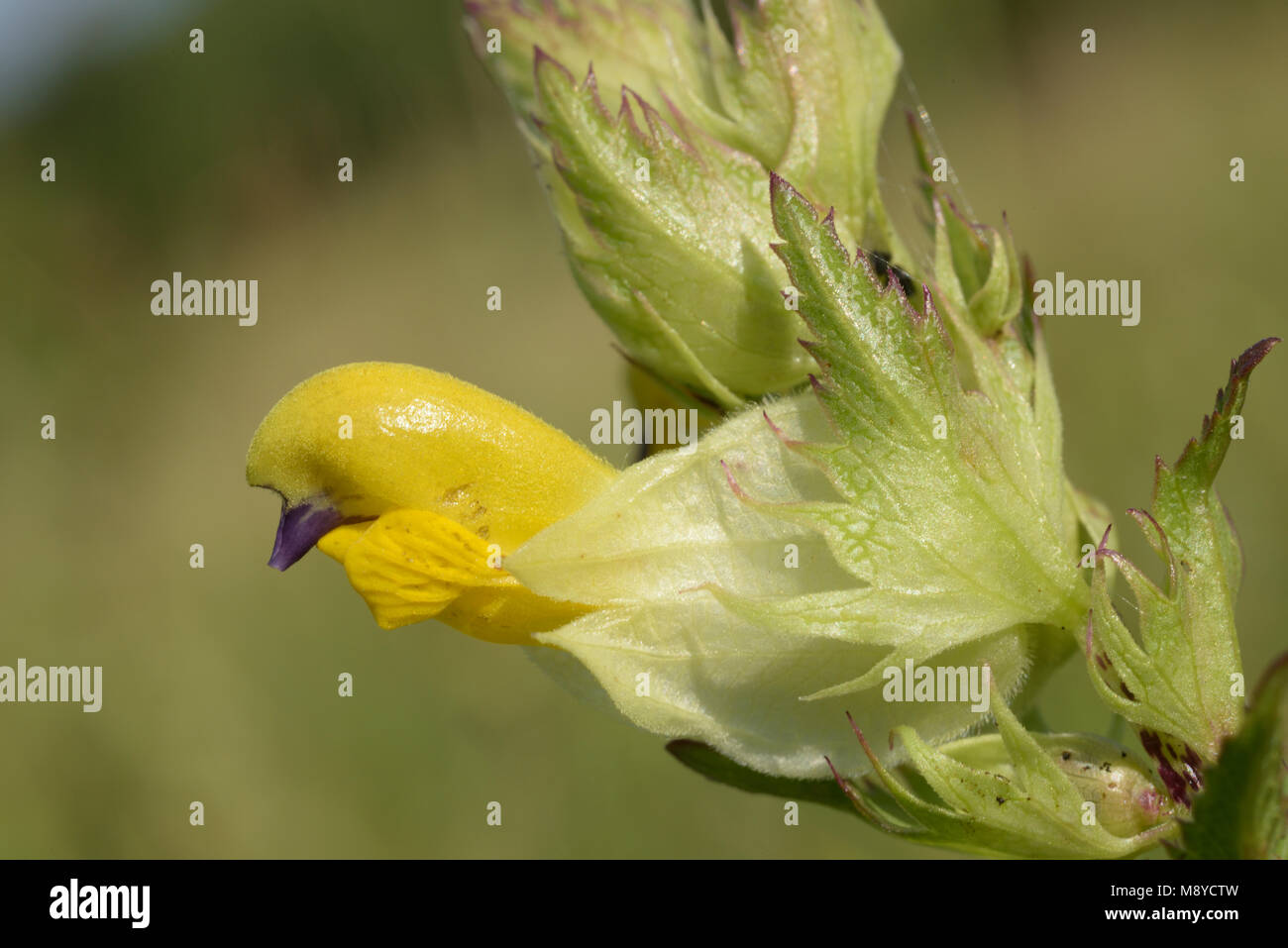 Greater Yellow-rattle, Rhinanthus angustifolius Flower Stock Photo