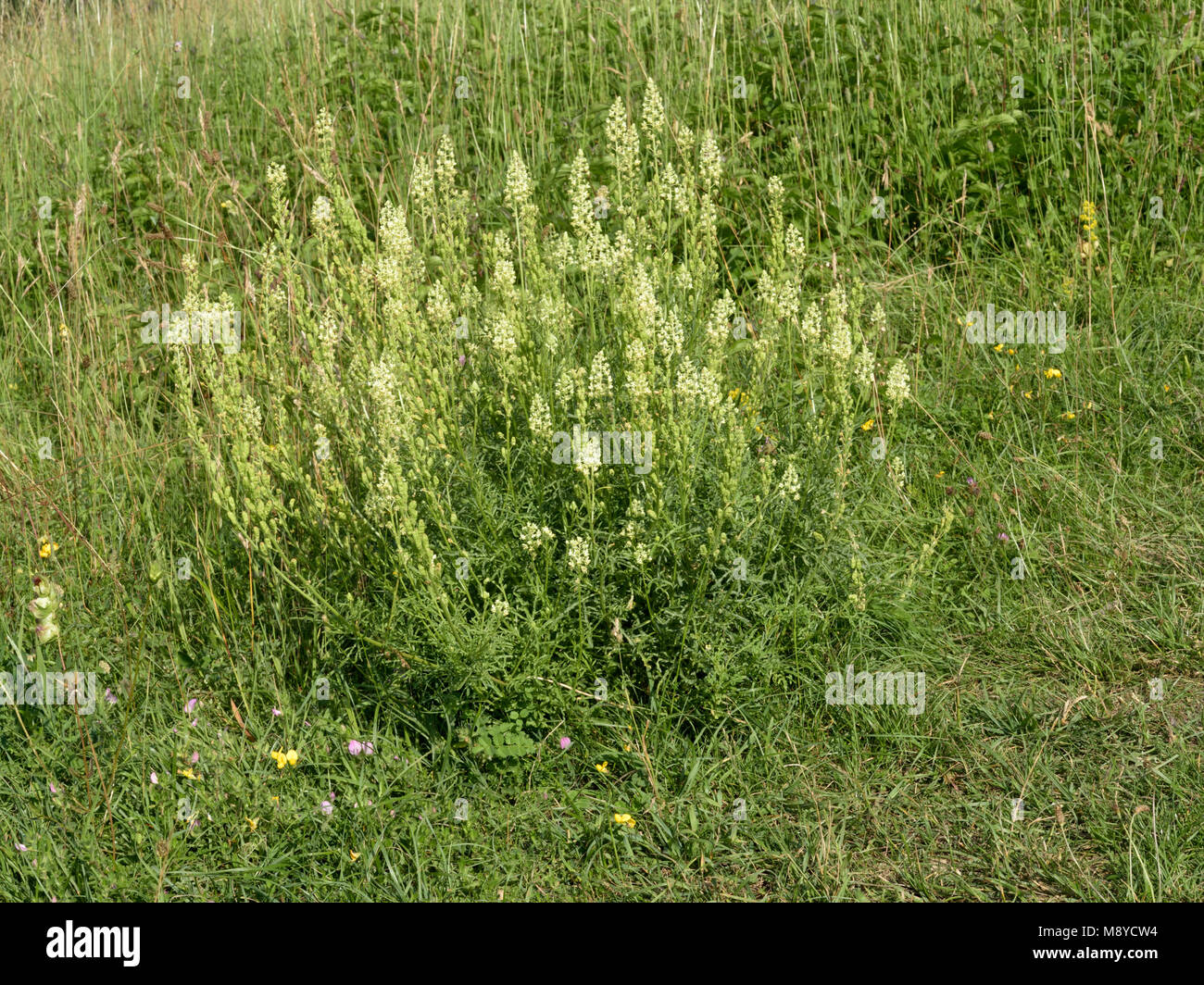 Wild Mignonette, Reseda lutea in grassland Stock Photo