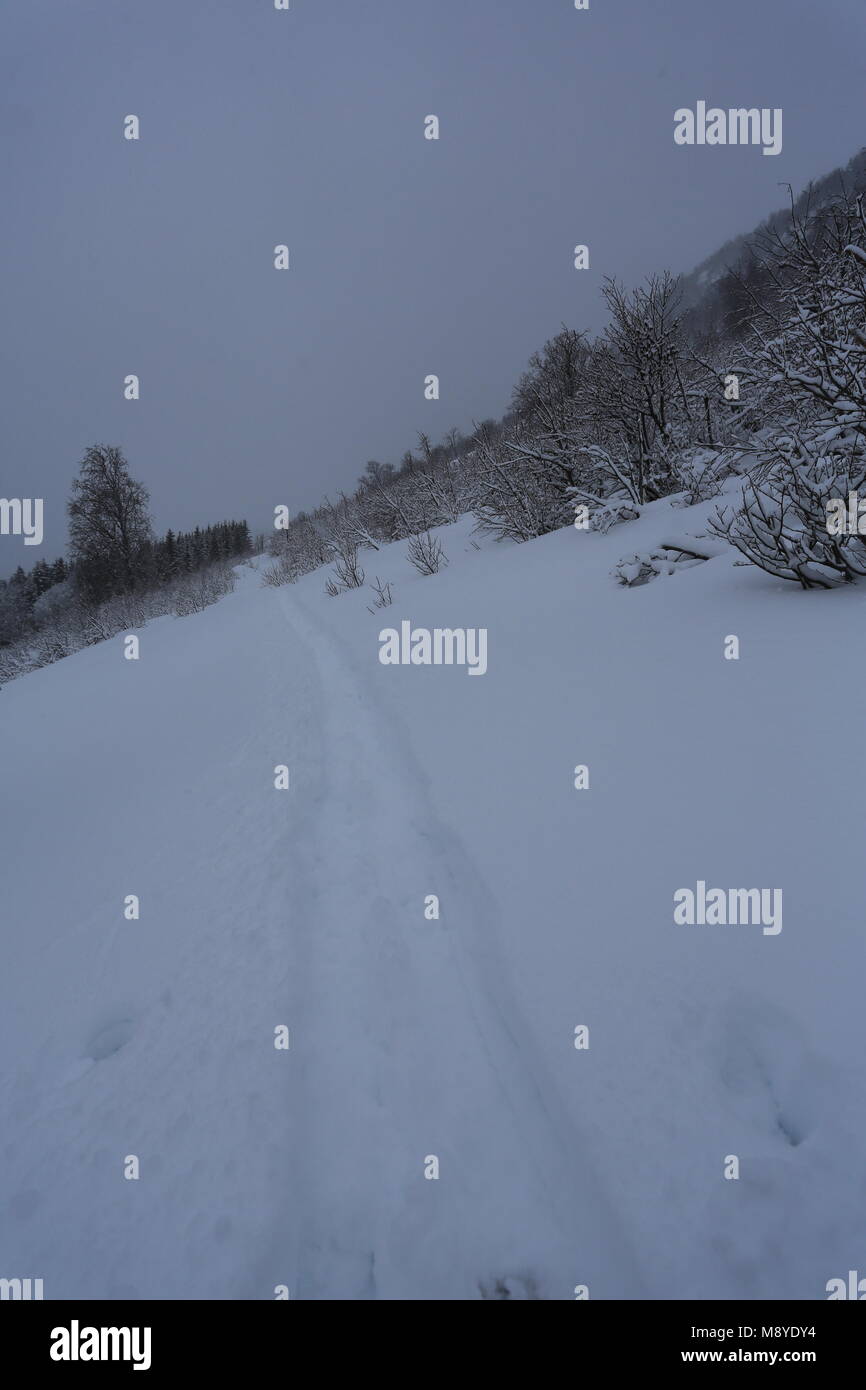 Winter Forest Covered By Snow Stock Photo - Alamy
