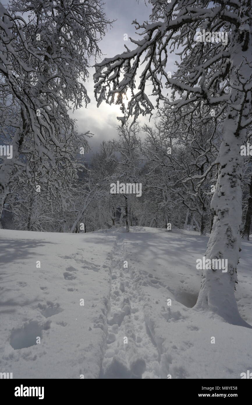 Winter Forest Covered By Snow Stock Photo - Alamy