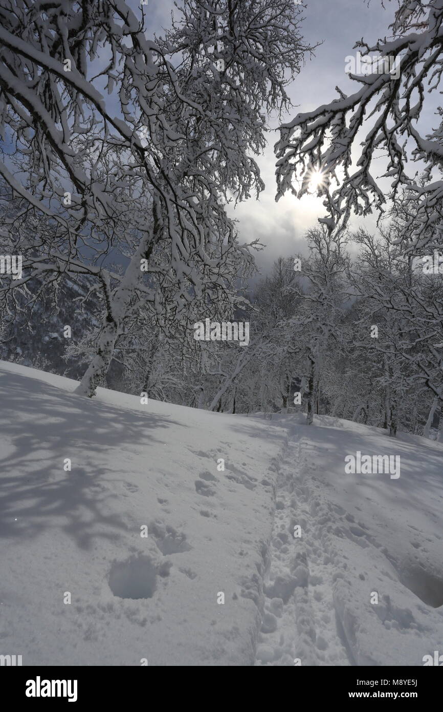 Winter Forest Covered By Snow Stock Photo