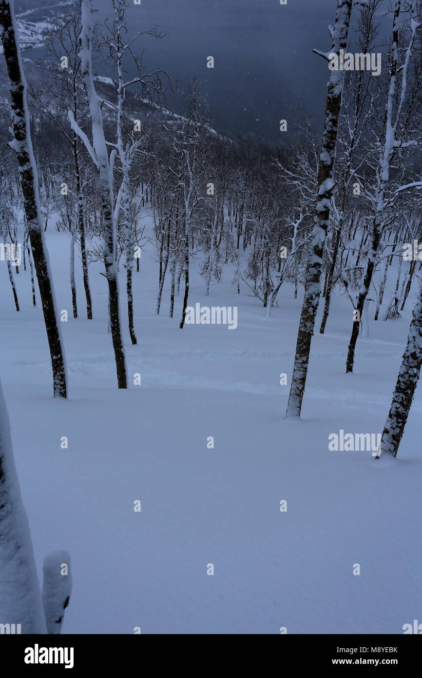 The arctic forest covered hi-res stock photography and images - Alamy