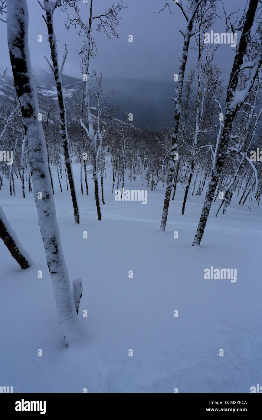 Winter Forest Covered By Snow Stock Photo - Alamy