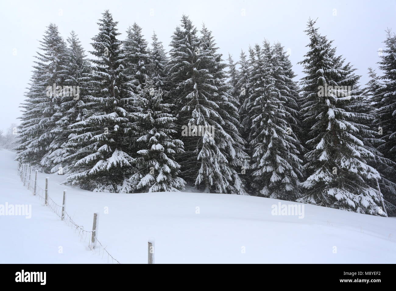 Spruce Trees, New Snow, Fence Stock Photo