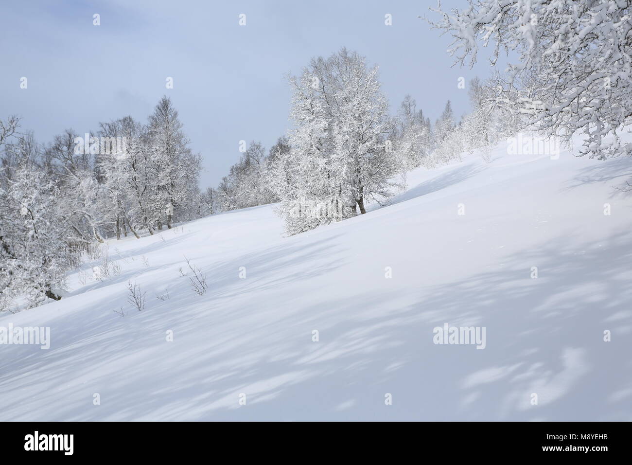 Winter Forest Covered By Snow Stock Photo