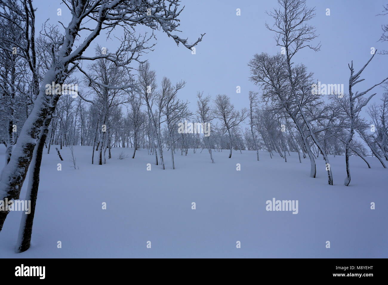 Winter Forest Covered By Snow Stock Photo - Alamy