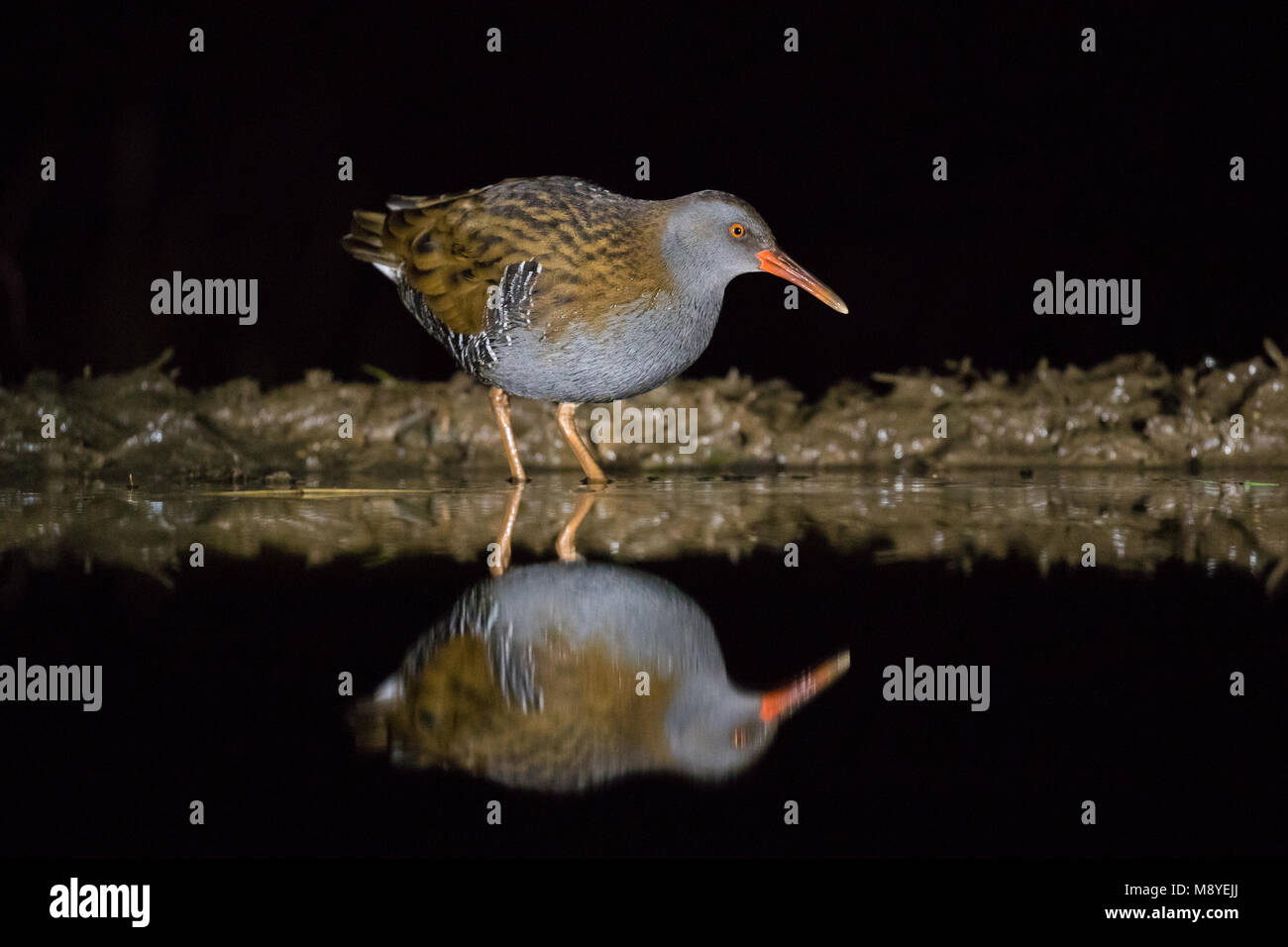Night time reflection shot of a water rail Stock Photo