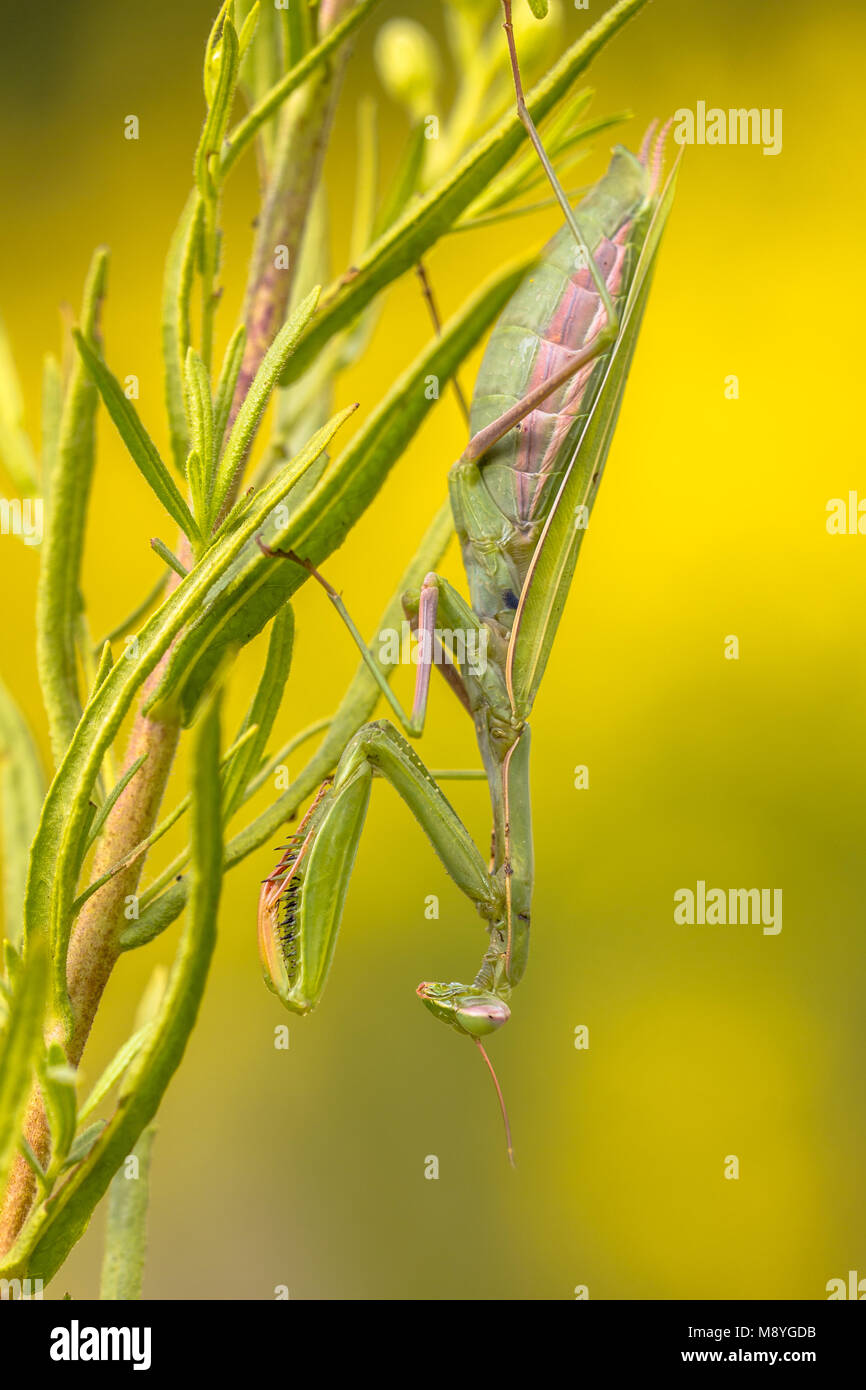 European praying mantis (Mantis religiosa) hiding in yellow flowers to ambush other insect prey Stock Photo