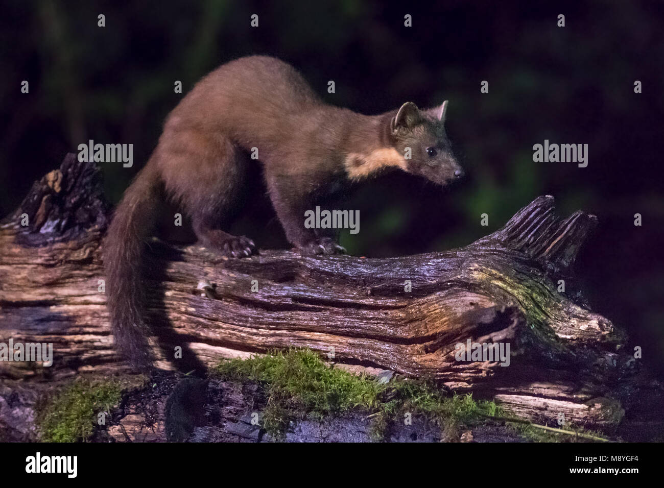 Martes martes summer hires stock photography and images Alamy