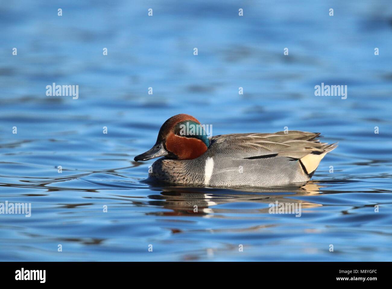 Duck with blue stripe hi-res stock photography and images - Alamy