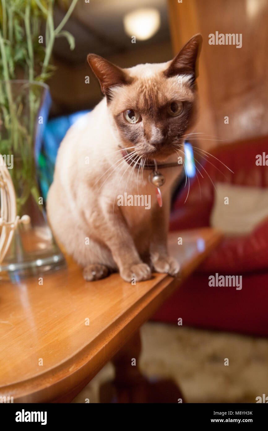 When cat stares off into space Stock Photo Alamy