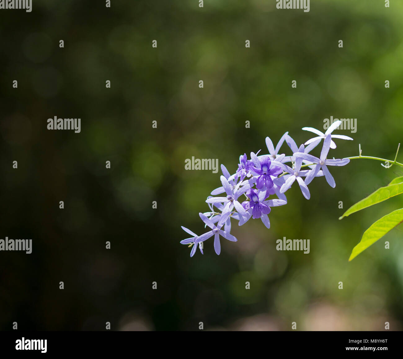Purple Wisteria Blooms on a Sunny Day Stock Photo