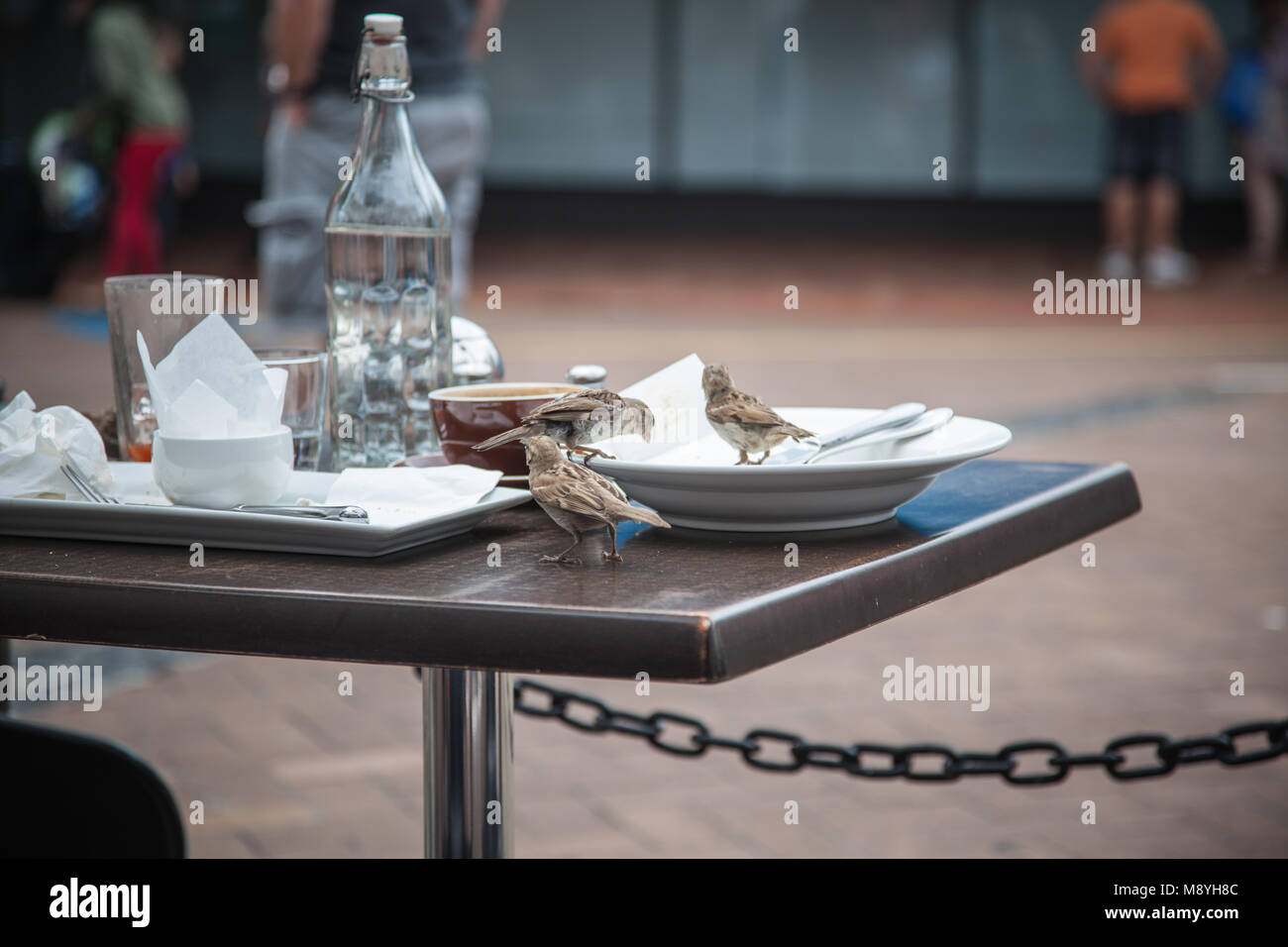 Wild birds eating from cafe Stock Photo Alamy