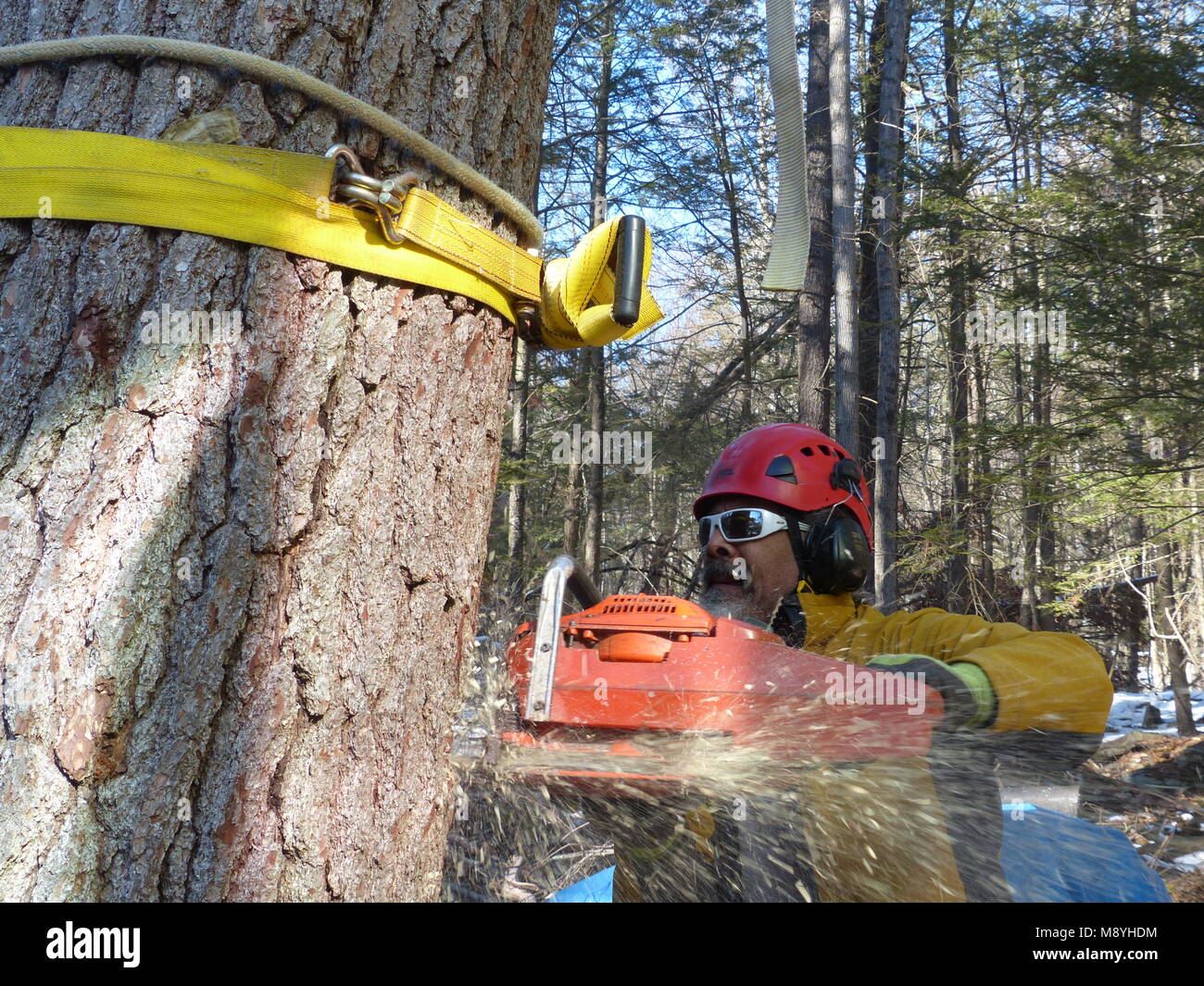 Lumberjack cutting down pine tree Stock Photo Alamy