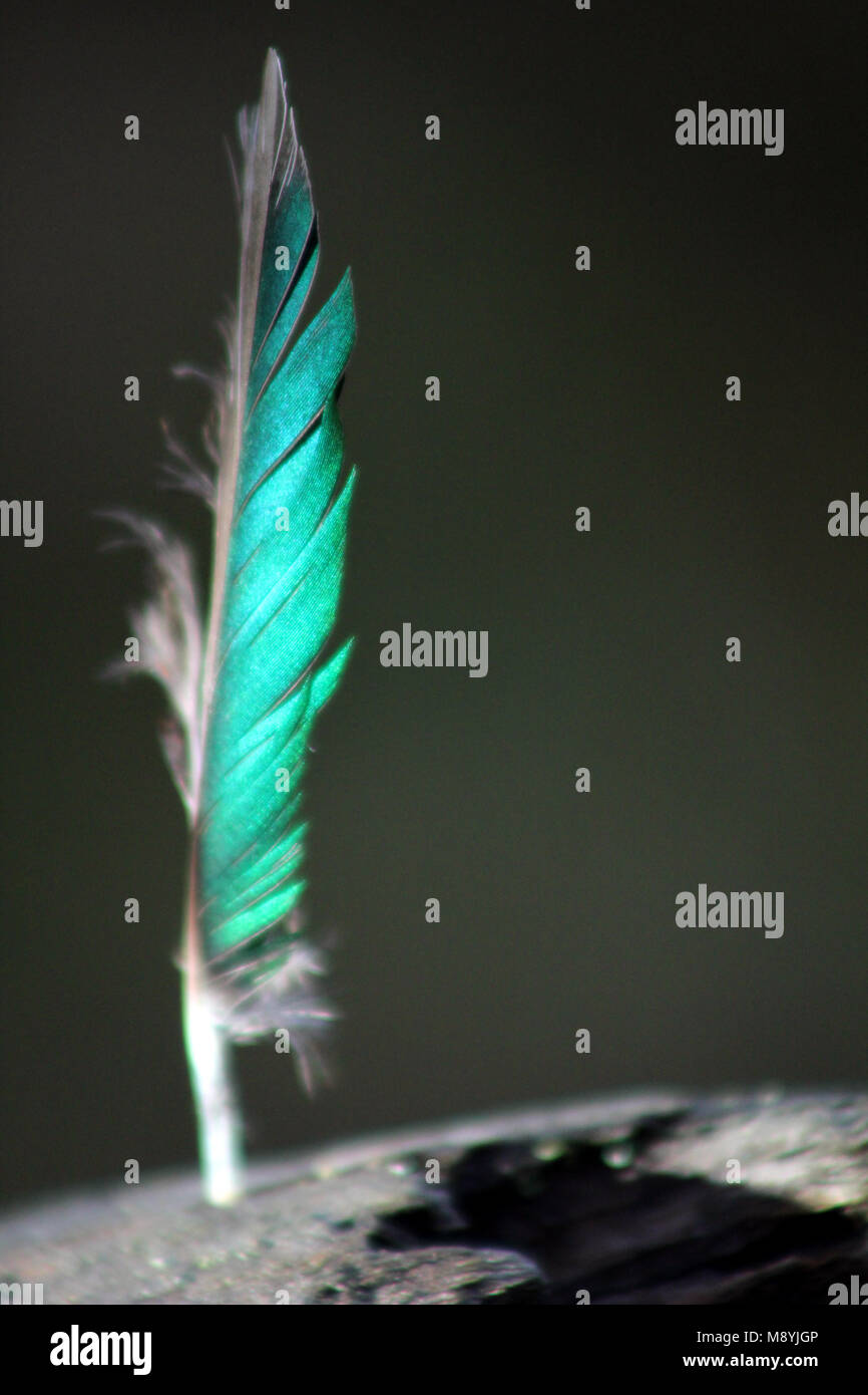 Vane of feather hires stock photography and images Alamy